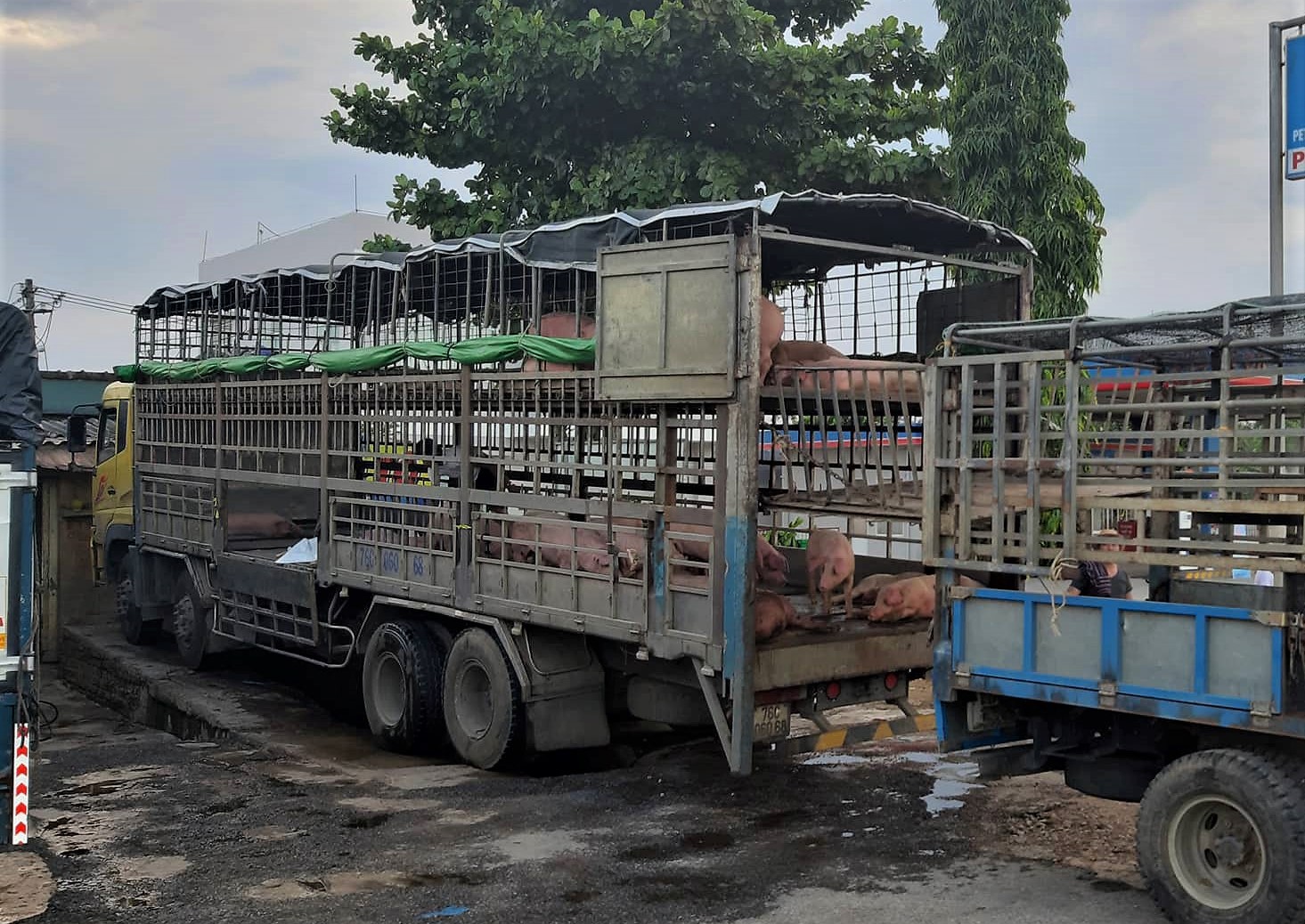 Phát hiện xe tải chở heo chết nhiễm dịch tả châu Phi vẫn đem đi bán