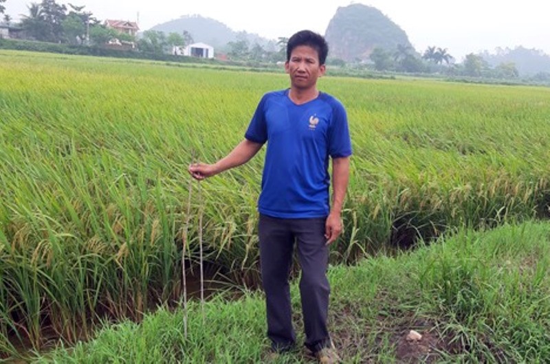 Kẻ xấu cắm thanh sắt 1 m đầy ruộng để phá máy gặt lúa