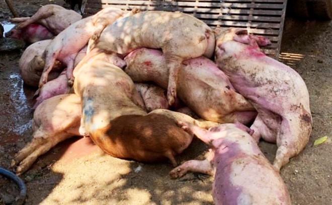 Dịch tả heo châu Phi đang tăng tốc, Đồng Tháp công bố đường dây nóng