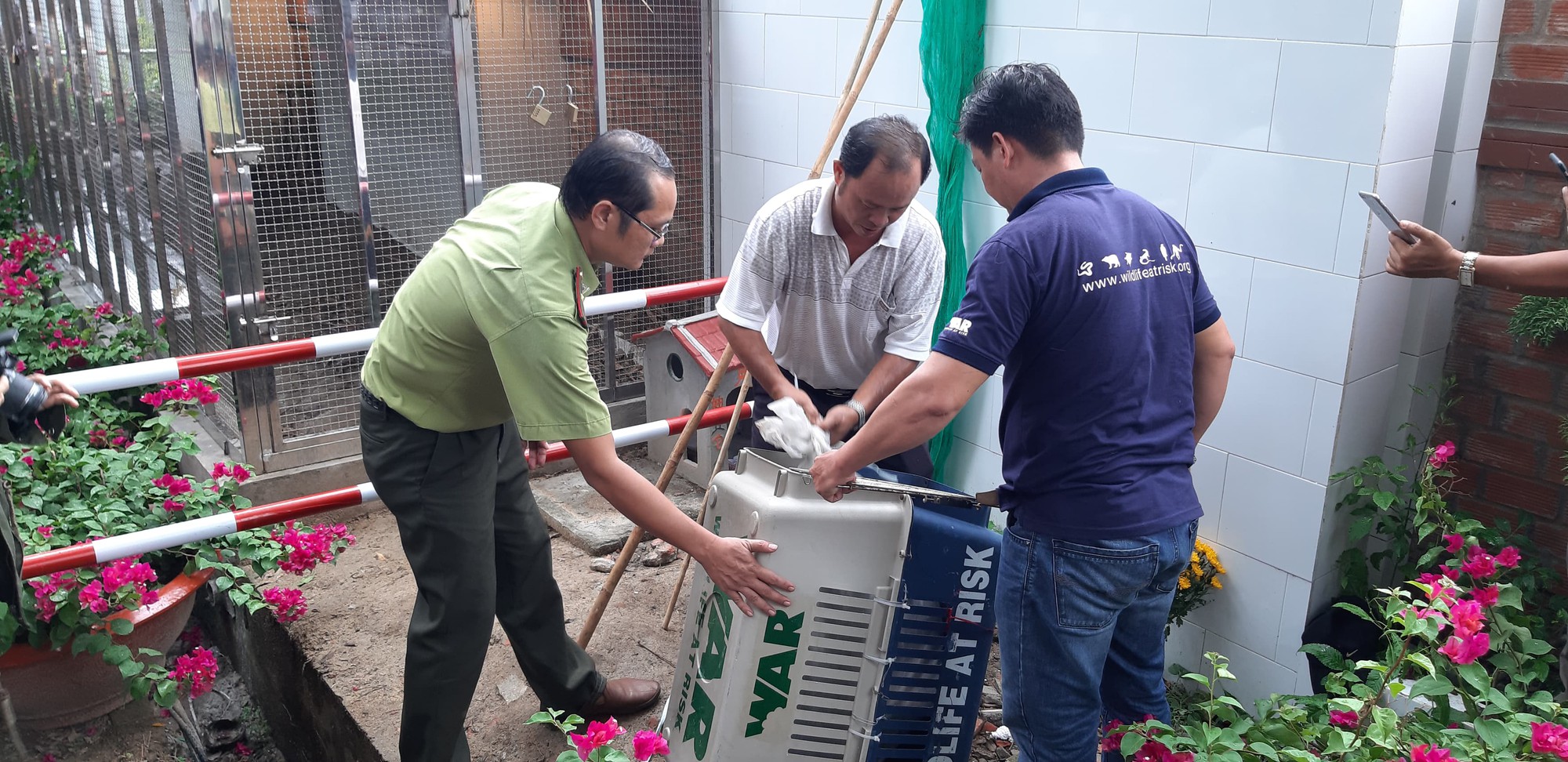 Gắn ch&iacute;p cho cặp rắn hổ m&acirc;y khủng để thả về rừng - Ảnh 4.