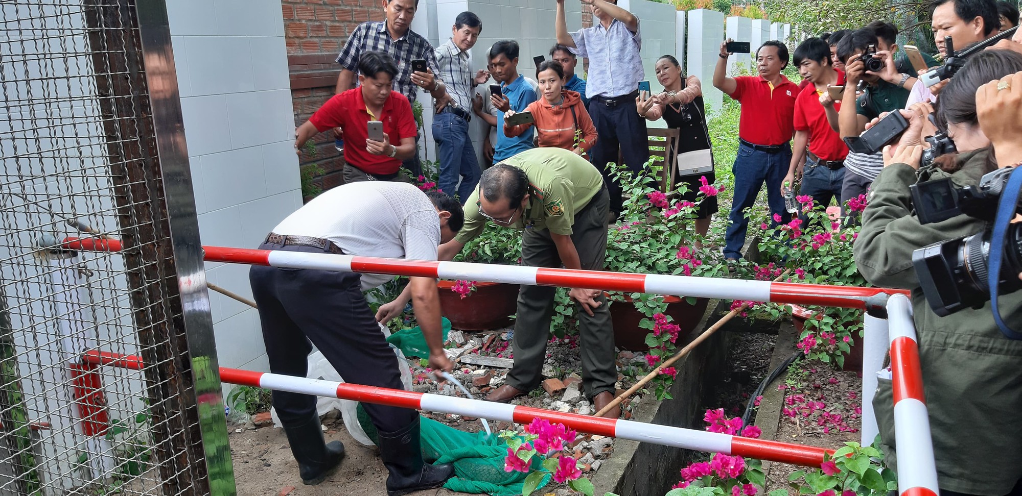 Gắn ch&iacute;p cho cặp rắn hổ m&acirc;y khủng để thả về rừng - Ảnh 6.