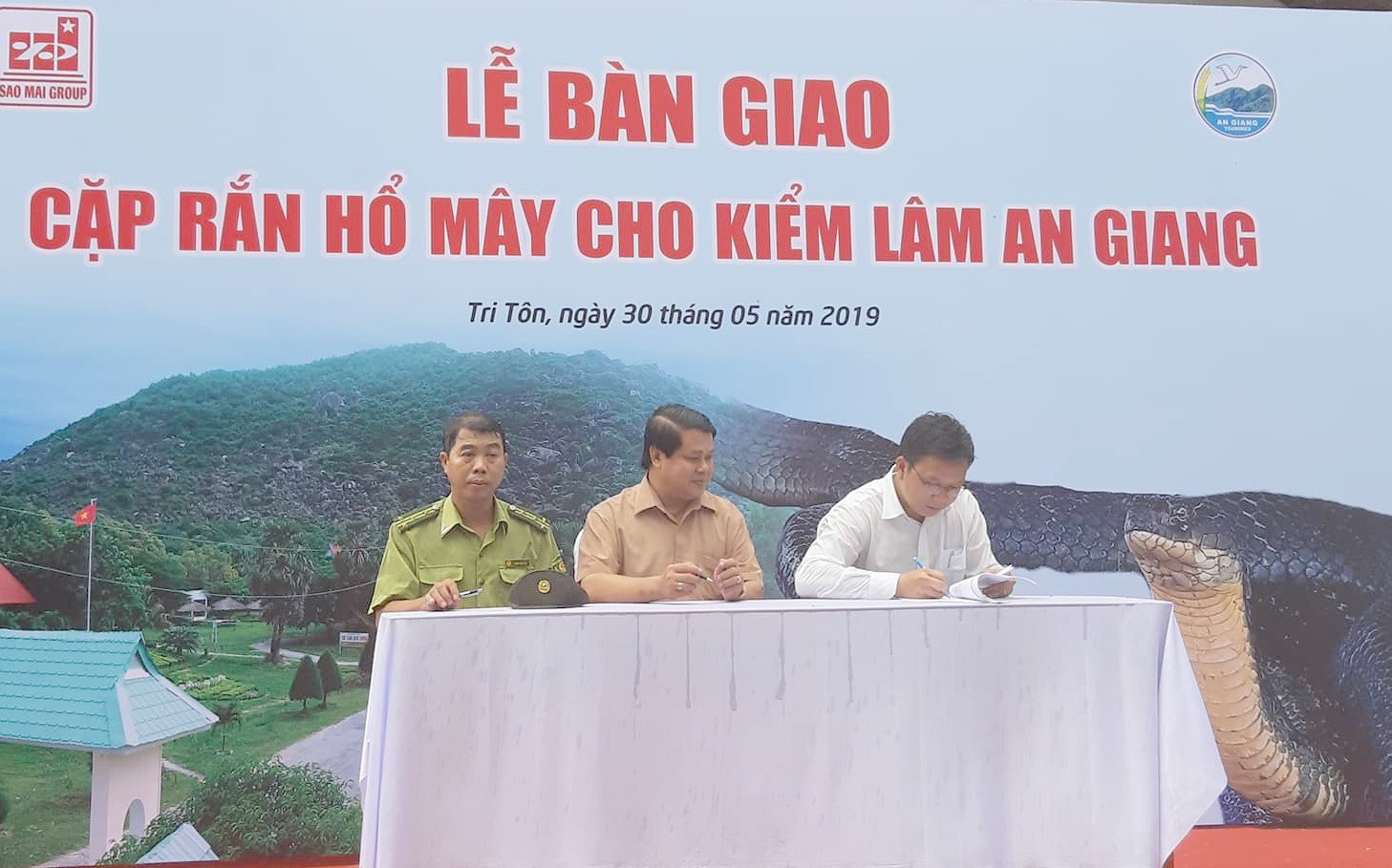 Gắn chíp cho cặp rắn hổ mây "khủng" để thả về rừng