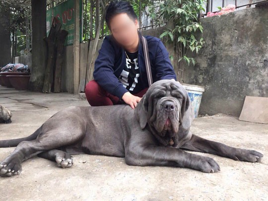 Thú cưng và mối họa