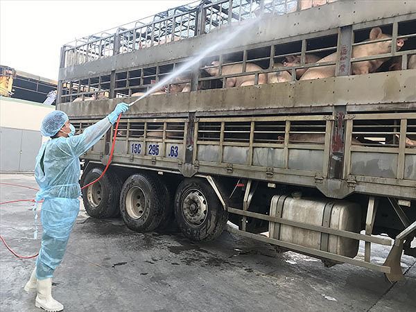TP HCM lập thêm hàng loạt chốt chặn dịch tả heo châu Phi