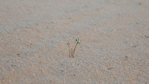 C&oacute; những g&oacute;c thật t&igrave;nh tr&ecirc;n mảnh đất Ninh Thuận nắng gi&oacute; - Ảnh 12.