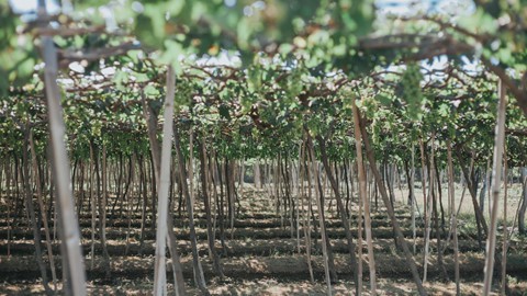 C&oacute; những g&oacute;c thật t&igrave;nh tr&ecirc;n mảnh đất Ninh Thuận nắng gi&oacute; - Ảnh 14.