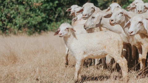 C&oacute; những g&oacute;c thật t&igrave;nh tr&ecirc;n mảnh đất Ninh Thuận nắng gi&oacute; - Ảnh 4.