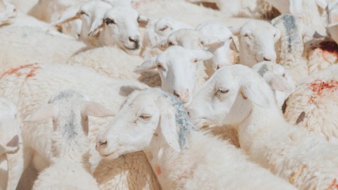 C&oacute; những g&oacute;c thật t&igrave;nh tr&ecirc;n mảnh đất Ninh Thuận nắng gi&oacute; - Ảnh 6.