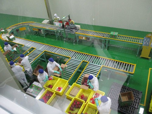 Chi tiền mạnh vào công nghệ xử lý trái cây