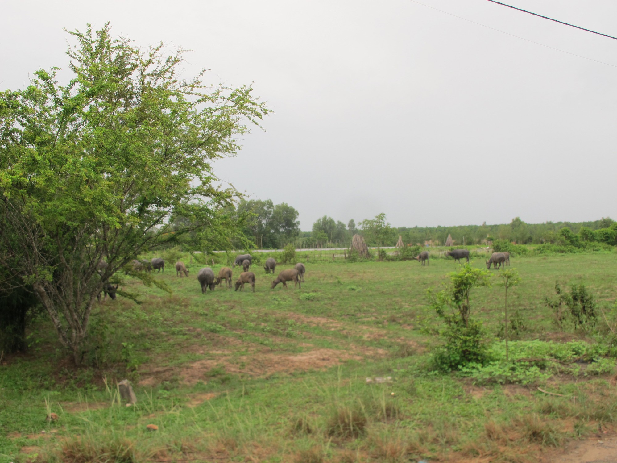 Nhiều sai phạm ở dự án Công viên Sài Gòn Safari