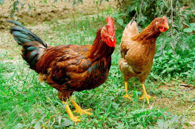 Top 10 m&ocirc; h&igrave;nh chăn nu&ocirc;i h&aacute;i ra tiền tại Việt Nam - Ảnh 4.