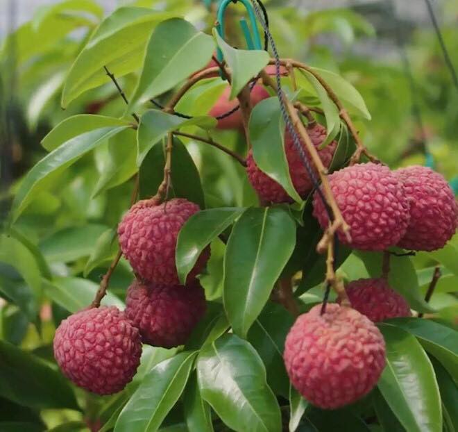 Gi&aacute; vải thiều tại Nhật Bản 240.000 đồng một quả - Ảnh 1.