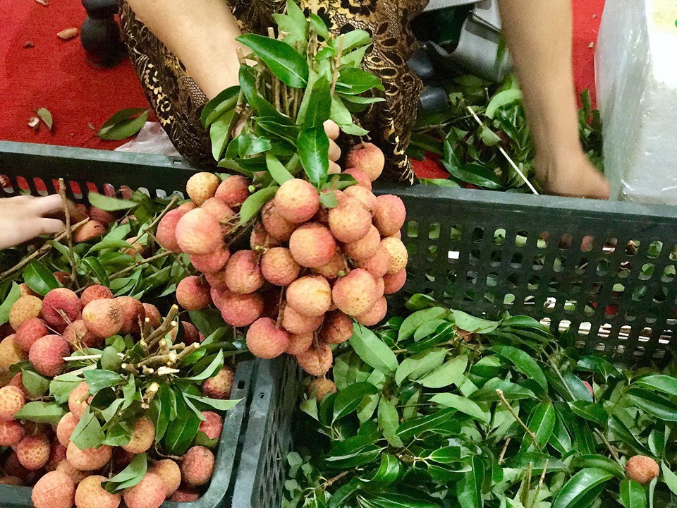 Gi&aacute; vải thiều tại Nhật Bản 240.000 đồng một quả - Ảnh 2.