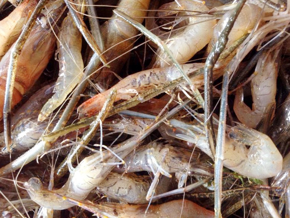 Ngày trời mưa, nước đục, lao ra sông Ba Chẽ bắt cả chục kg tôm