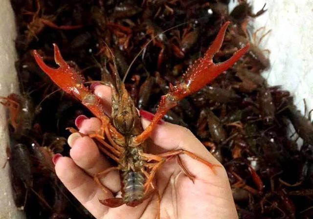 Phó thủ tướng: Kiểm tra phản ánh tôm hùm đất được bày bán số lượng lớn