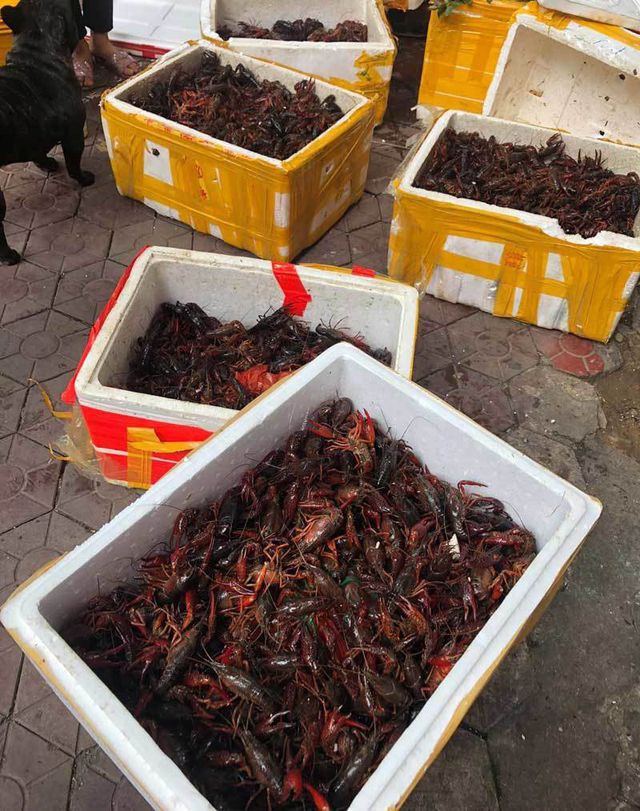Phó thủ tướng: Kiểm tra phản ánh tôm hùm đất được bày bán số lượng lớn - Ảnh 2.