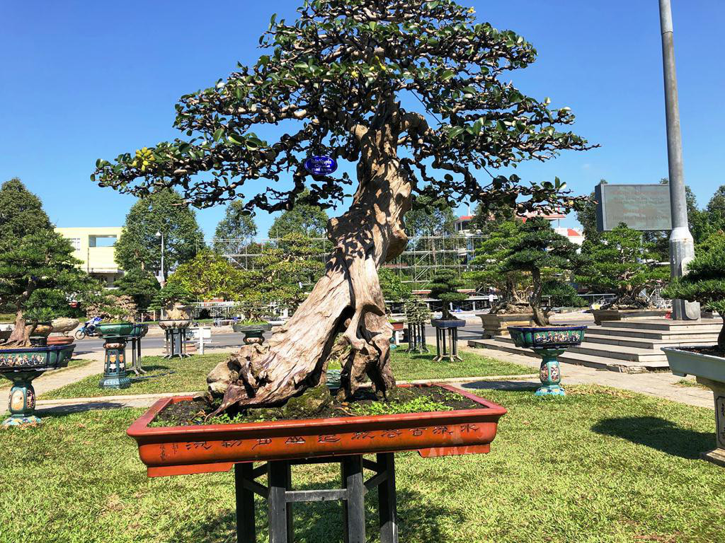 C&acirc;y bạch chỉ, duối cổ trị gi&aacute; gần chục tỉ đồng c&oacute; g&igrave; độc đ&aacute;o? - Ảnh 5.