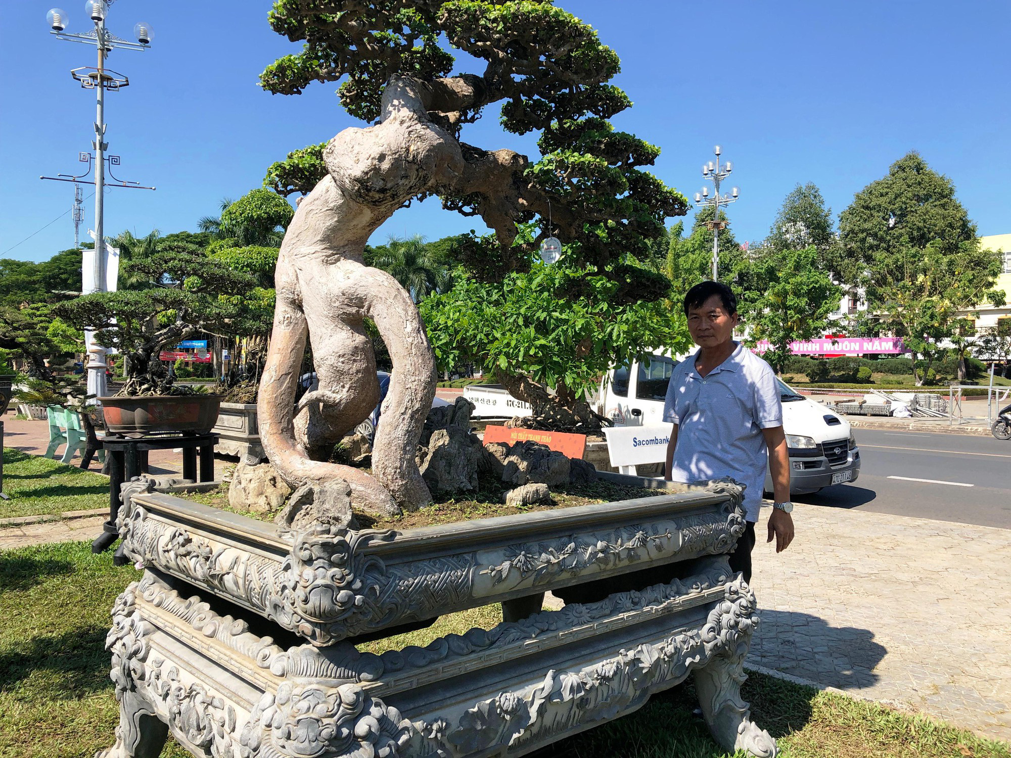 Cây bạch chỉ, duối cổ trị giá gần chục tỉ đồng có gì độc đáo?