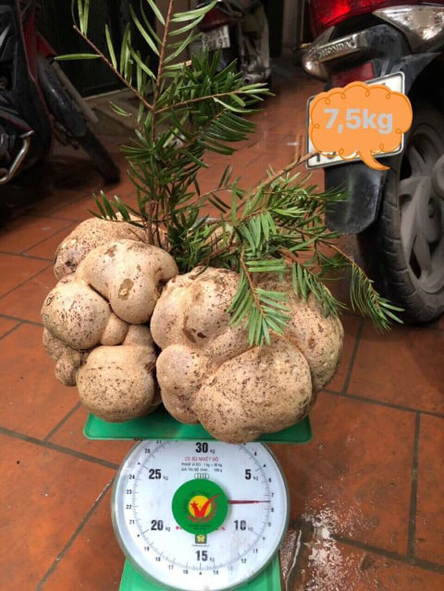 Một c&acirc;y nấm gi&aacute; 10 triệu đồng, người Việt vẫn đổ tiền mua? - Ảnh 2.