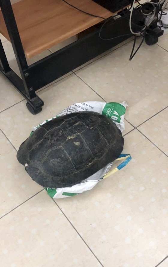 Rùa Răng quý hiếm bày bán công khai giữa trung tâm TP HCM - Ảnh 2.