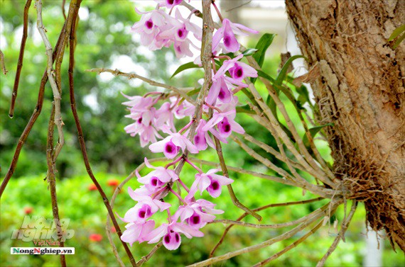 Ngỡ ngàng với khu vườn lan cổ thụ ở Tuyên Quang