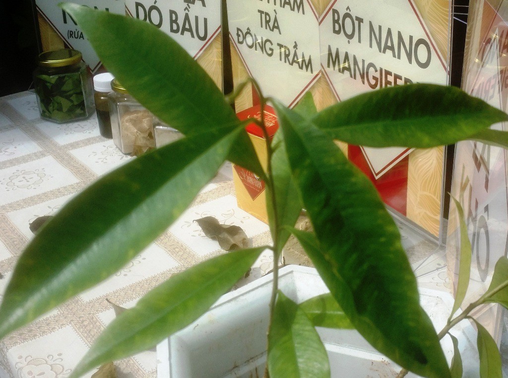 Tách thành công chất kháng ung thư từ lá cây dó bầu