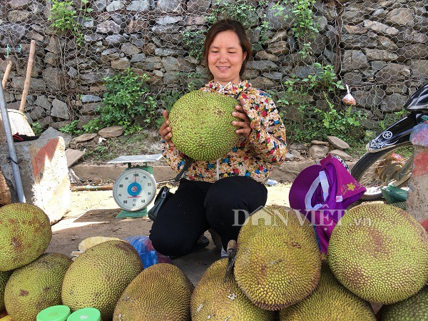 Nhờ giống mít xưa của cha ông, con cháu sống "khỏe"
