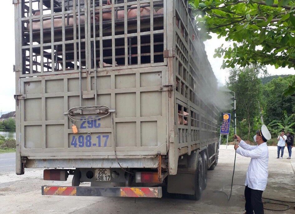 Dịch tả heo châu Phi xuất hiện ở Đà Nẵng