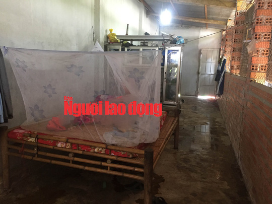 Chết bất thường sau khi đi bắt dế