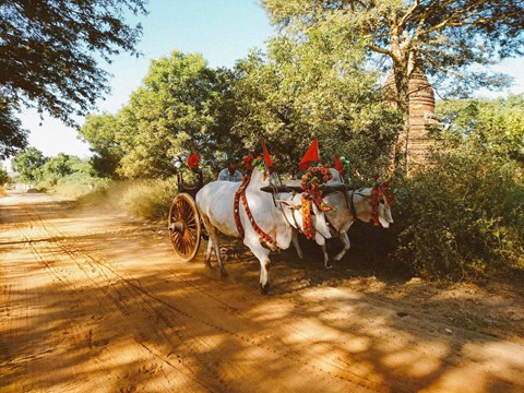 Tiếng v&oacute; ngựa len lỏi giữa những khu đền ở Myanmar - Ảnh 4.