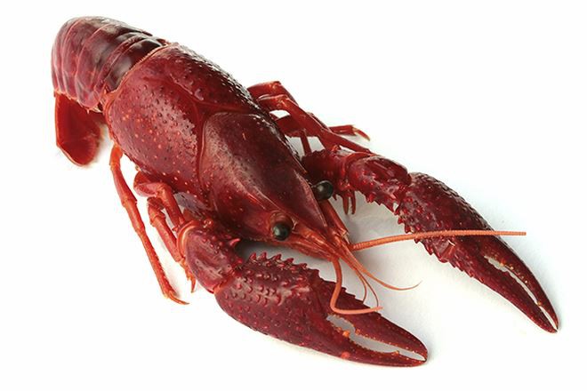 Đồng Th&aacute;p quyết ngăn chặn, dẹp sạch t&ocirc;m c&agrave;ng đỏ nhập lậu - Ảnh 1.