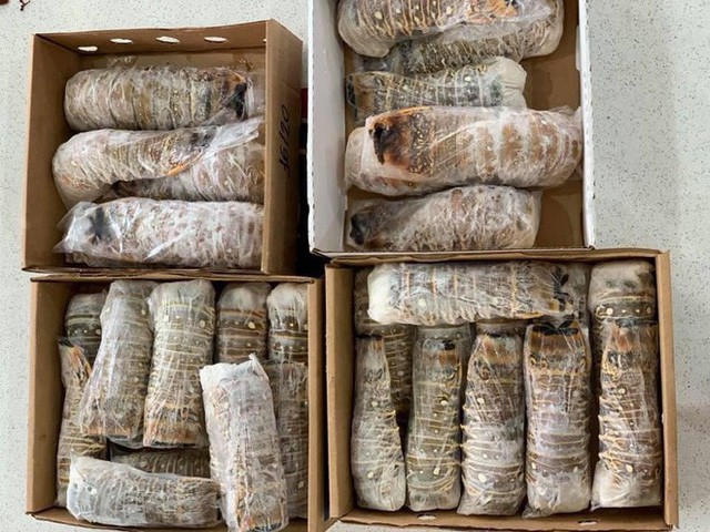 Đu&ocirc;i t&ocirc;m h&ugrave;m cấp đ&ocirc;ng đi m&aacute;y bay h&eacute;t gi&aacute; 3 triệu đồng/kg - Ảnh 2.