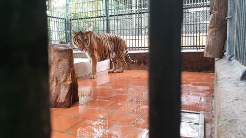 Khó hiểu trong cấp phép, quản lý hổ nuôi
