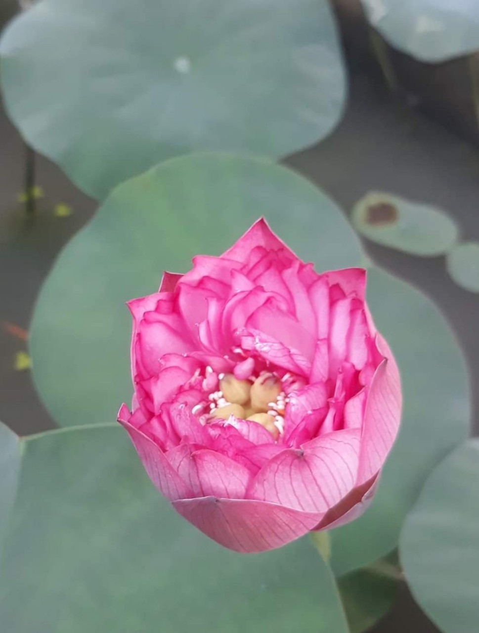 Độc và lạ về giống sen nở hàng trăm cánh tuyệt đẹp ở Quảng Nam - Ảnh 2.