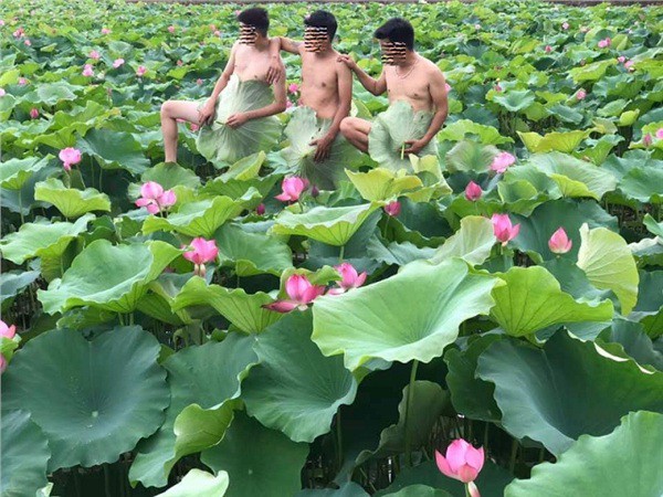 Đua nhau... cởi đồ chụp ảnh bên hoa sen! - Ảnh 3.