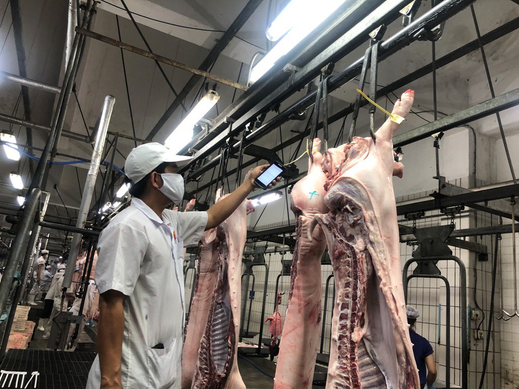 Khảo sát chuỗi cung ứng thịt heo cho siêu thị giữa dịch tả heo châu Phi - Ảnh 1.
