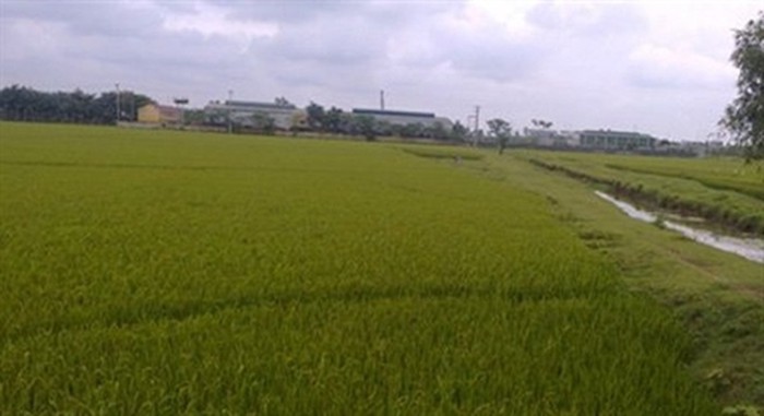 Sau buổi tập văn nghệ, chở cô gái 18 tuổi ra cánh đồng hiếp dâm