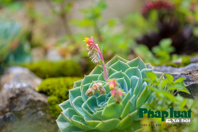 Hoa sen đá kì ảo trên đỉnh Fansipan