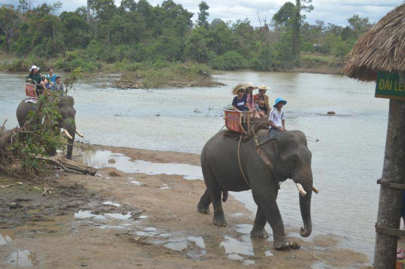 Chật vật giúp voi mang thai, đẻ con