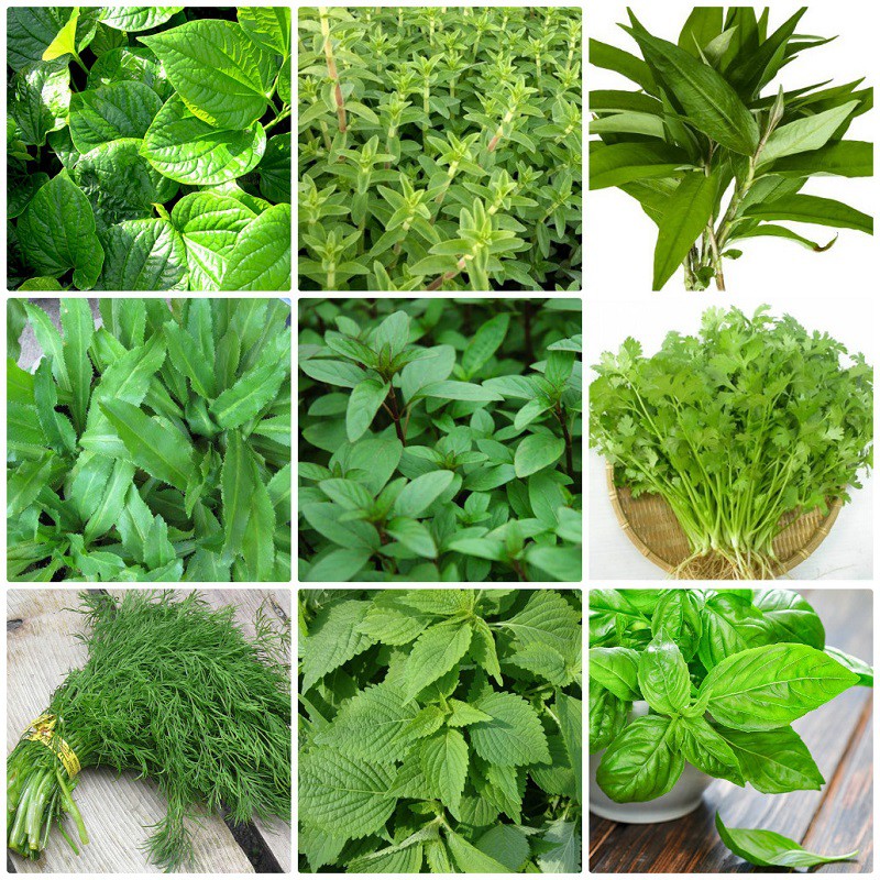 Dùng rau thơm trị bụng yếu