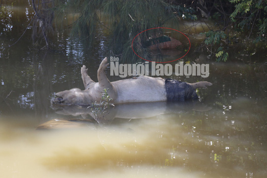 Quảng Nam: Giữa m&ugrave;a dịch, x&aacute;c heo thối vứt đầy k&ecirc;nh - Ảnh 10.