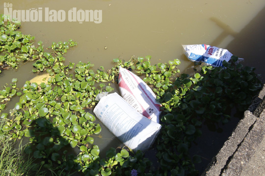 Quảng Nam: Giữa m&ugrave;a dịch, x&aacute;c heo thối vứt đầy k&ecirc;nh - Ảnh 9.