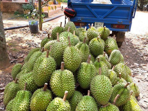 Sắp đến lúc "bội thực" sầu riêng?