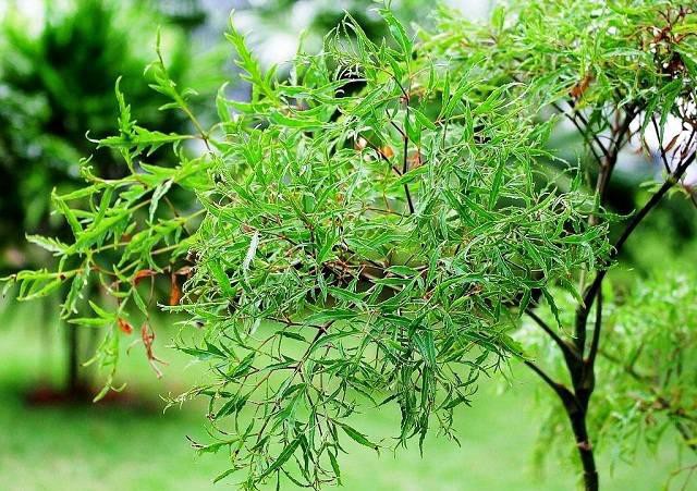 Nhớ mãi vườn rau thuốc nam của nội