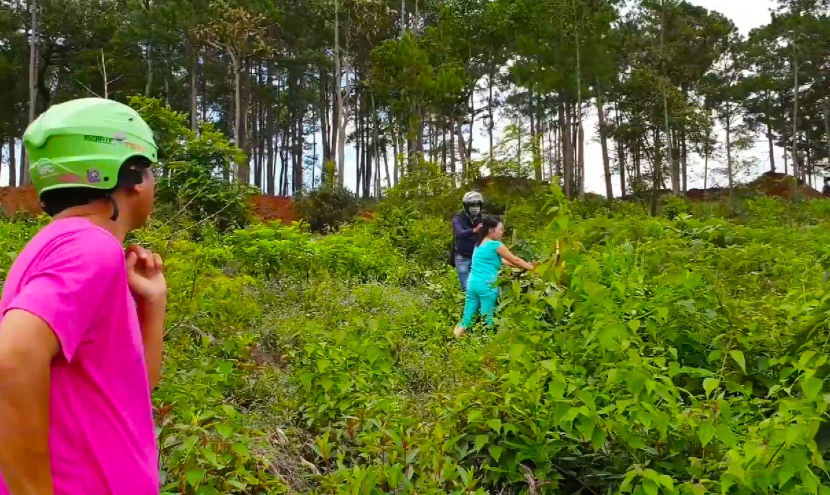 Xót xa hàng trăm cây bơ ghép bị kẻ xấu chặt hạ ngang thân