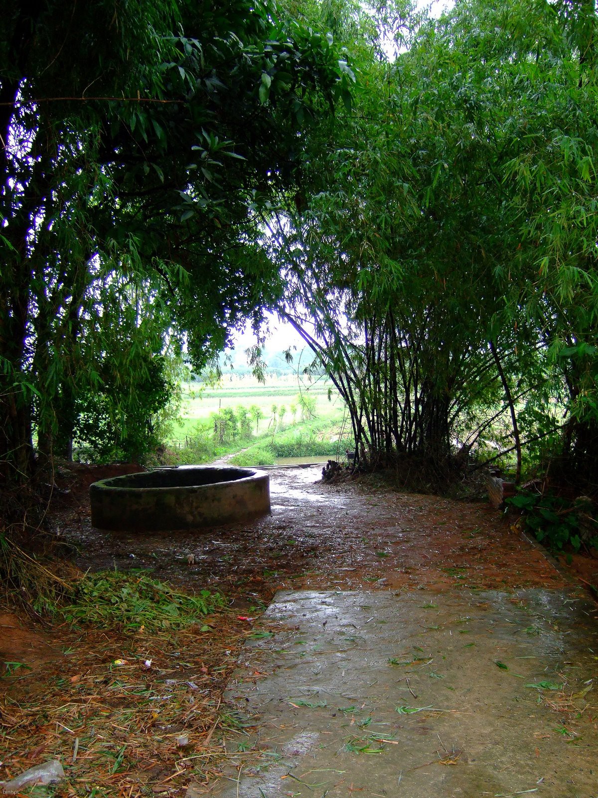 Xa qu&ecirc; nhớ giếng l&agrave;ng - Ảnh 1.