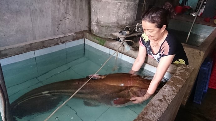Vật lộn nhiều giờ mới đưa được con cá leo 80kg lên bờ