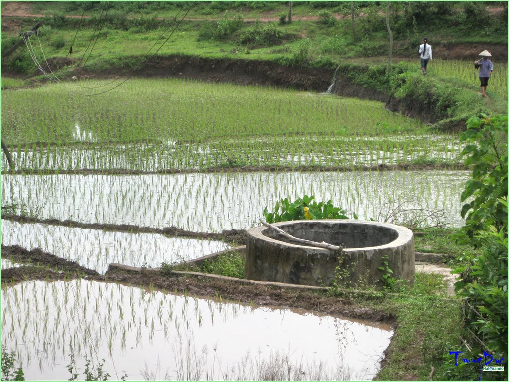 Xa qu&ecirc; nhớ giếng l&agrave;ng - Ảnh 2.