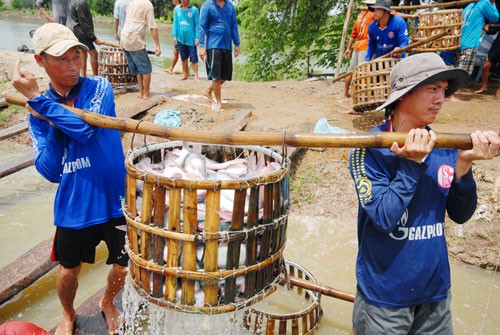 Bầm dập theo cá tra