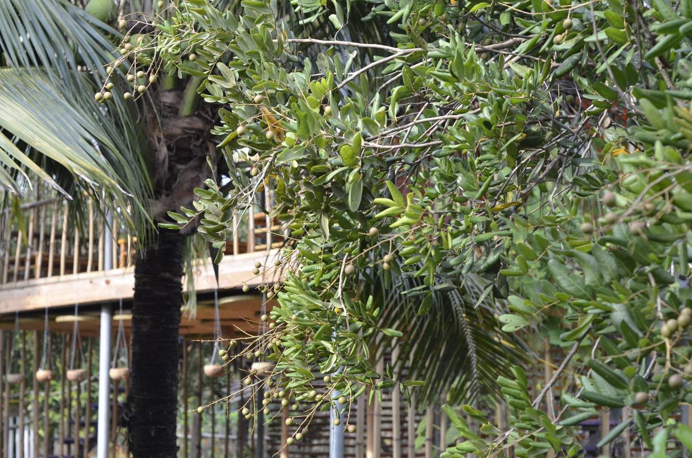Homestay kiểu nh&agrave; tranh giữa vườn tr&aacute;i c&acirc;y ở Tiền Giang - Ảnh 5.